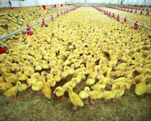 Утино-гусиная ферма! Польша.