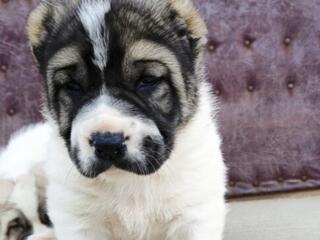 Продаются щенки Туркменского Алабая