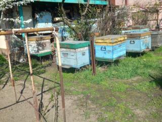 Улья. Улики с пчелами. Пасека. В хорошем состоянии. Недорого.