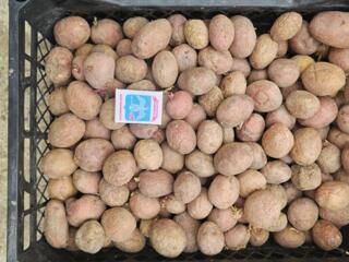 Картофель на посадку