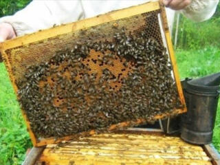 Продам пчелосемьи