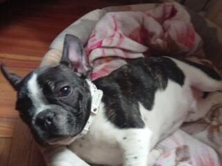 Продам собаку