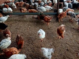 Подрощенные цыплята мясо-яичной породы