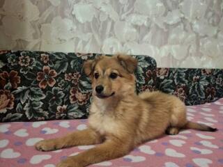 В ДОБРЫЕ РУКИ!