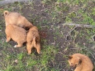 Щенки, собака, в частный дом, в добрые руки