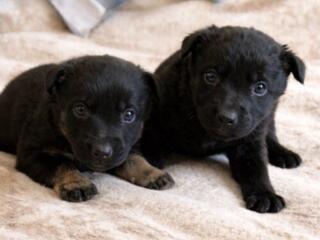 В добрые руки