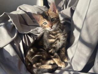 Бенгальские котята