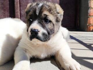 Продаются щенки Туркменского Алабая