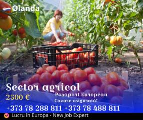 Lucru în Olanda - sector agricol, teplițe, fructe și legume!