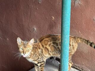 Отдам Бенгальскую кошку