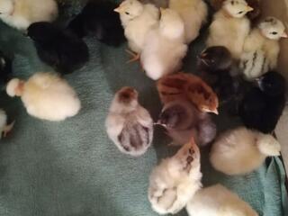 Продаются цыплята