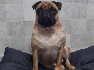 Кобель мопса, вязка