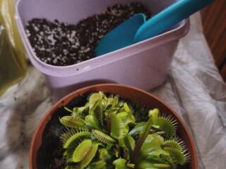 Приму больные растения (можно и здоровые)