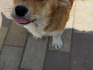 Срочно ищем дом