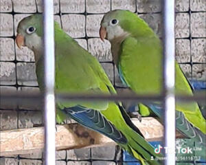 Калета монахи