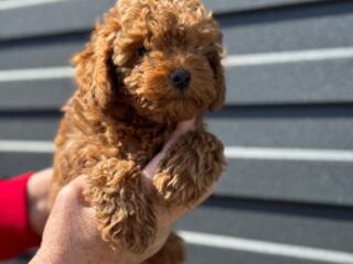 Щенки Той-пудель