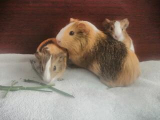 Продаются морские свинки: мама с 2 малышами