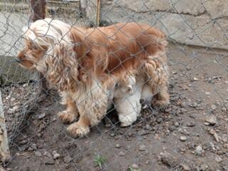 Отдам в добрые руки.