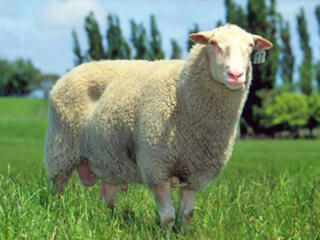 Продам элитных баранов породы Дорпер и Фризы, а также на убой (мясо).