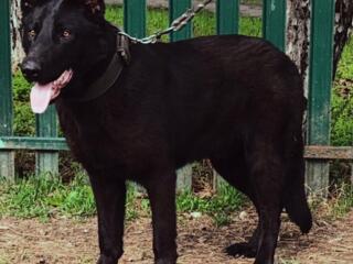 Щенки Немецкой овчарки