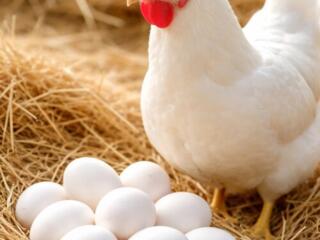 Белый леггорн яица для инкубации