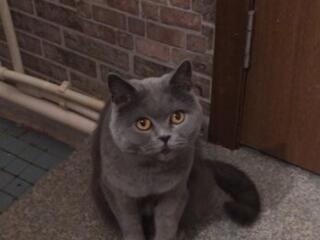 Резерв на породистых шотландских лиловых котят