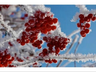 Саженцы калины обыкновенной