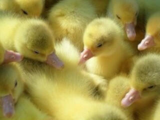 Суточные гусята
