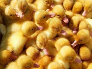 Суточные утята