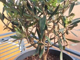 Оливковое комнатное деревце