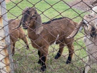 Продам козочек-девочек 2 мес. 
