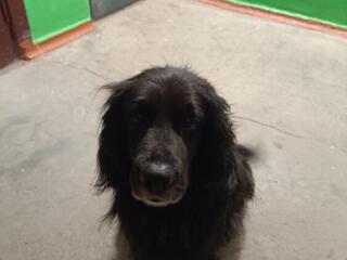 Найдена собака