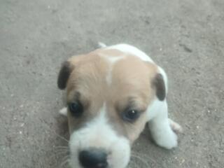 Джек Рассел терьер