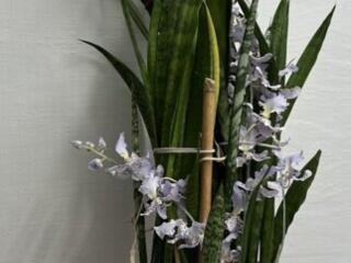 Шикарные комнатные растения для дома и офиса