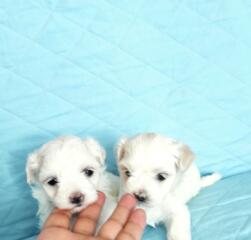 Щенки мальтийской болонки (bichon maltese)