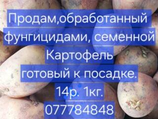 Продаю семенной картофель.