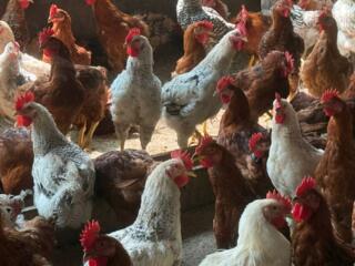 Куплю курочек несушек для себя и корм для кур