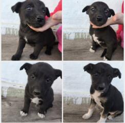 В добрые руки!!