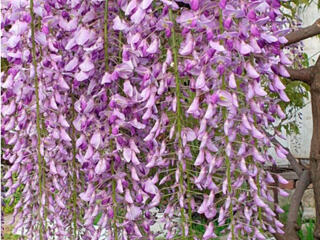 Продам миндаль, глициния, лилия, аюга, хоста, ирисы, тюльпаны, гиацинт