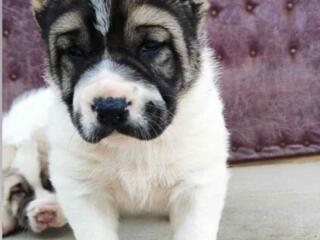 Продаются щенки Туркменского Алабая