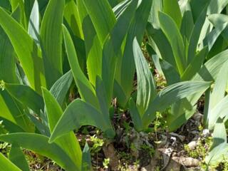 Ирисы белые