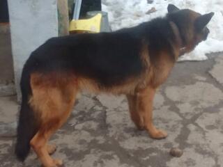 Продаются щенки немецкой овчарки рождены 10.03.2026