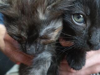 Котята черные