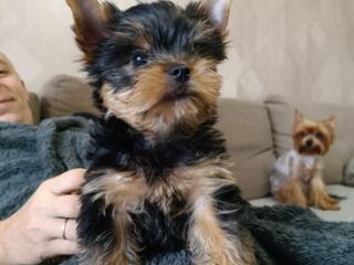 Продам щенка йоркширского терьера