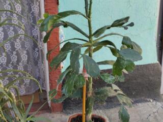 Продаю кактус и алоэ