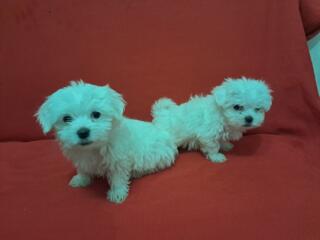 Продаются Щенки мальтийской болонки! С прививками и документами!