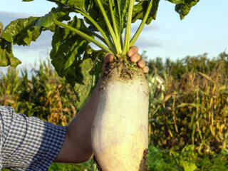 Кормовая свекла