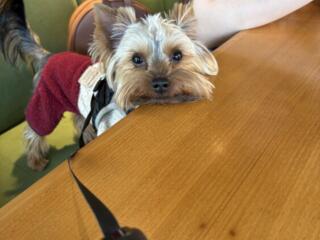 Йорк ищет невесту