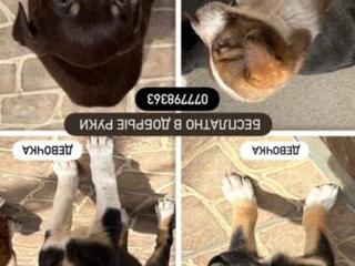 Щенки в добрые руки, бесплатно