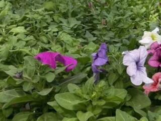 Петуния, колеус, бользамин, бархатцы, лобелия